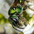 XzKq9s1aCz0-channel-avatar-Bee Ecology, Evolution and Conservation