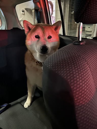 怒る柴犬❗️（夏仕様） YouTube