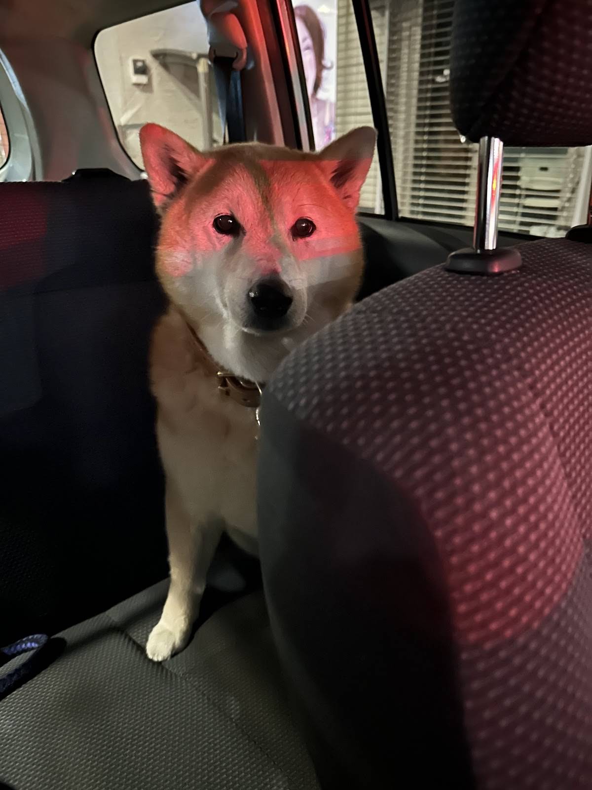 しばいぬです 今日も良い日になりそうです😊 #shibainu #shiba #dog #柴犬