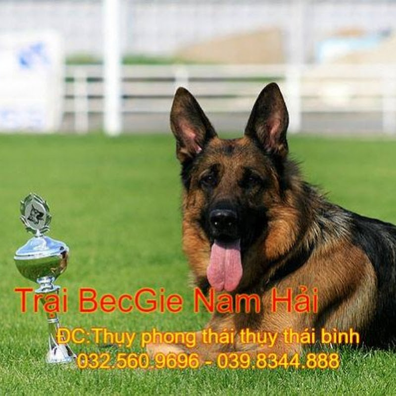 Trại chó giống becgie - Thái Bình