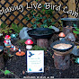 Relaxing Live Bird Cam logo