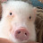 micro-pig UME’s channel