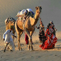 Desert Life Animals