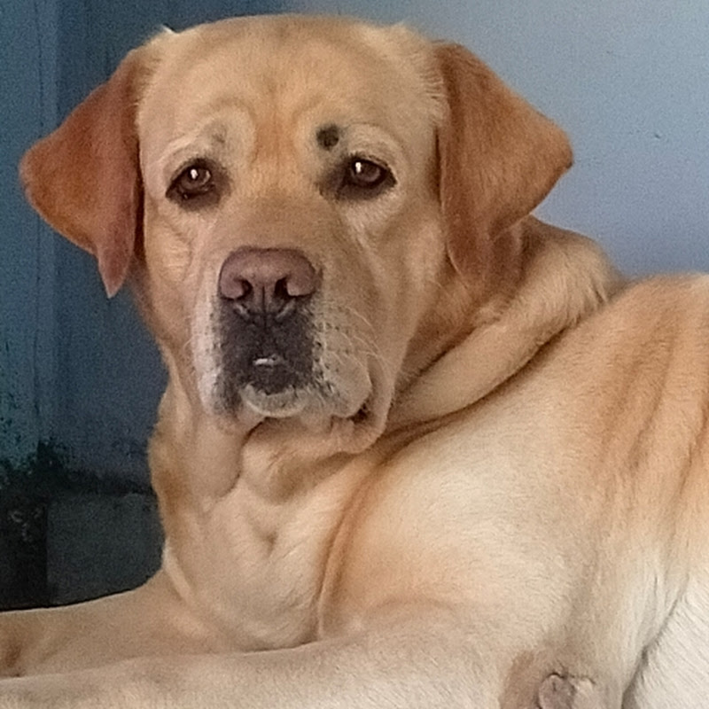 Kavita The Dog lover