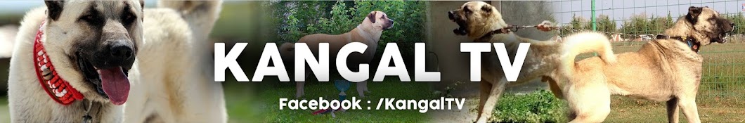 Kangal TV YouTube channel avatar