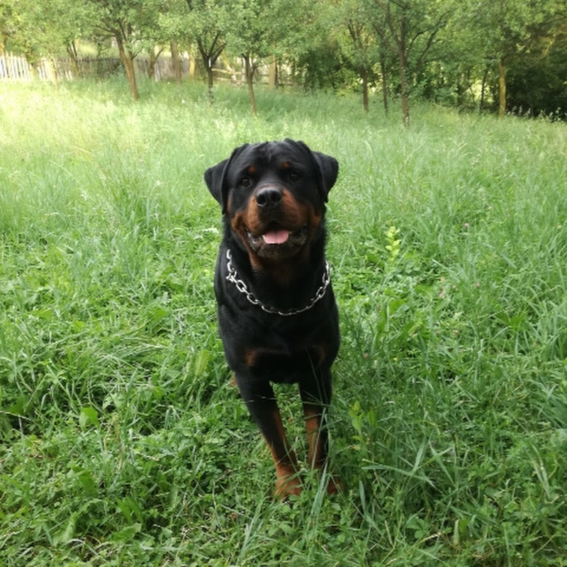 Hire Rottweiler_Archy — Dog Training & Care YouTube creator for sponsorships