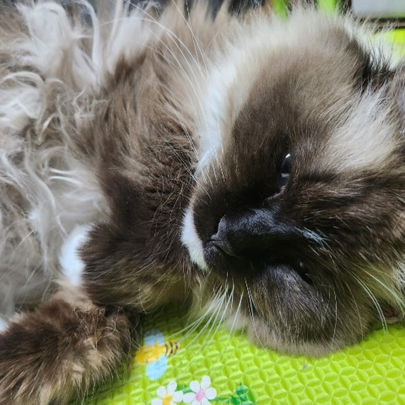 우리집 푸냥이