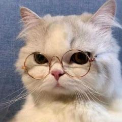 LOVEPORPETS 