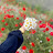 @Malakramdan33M