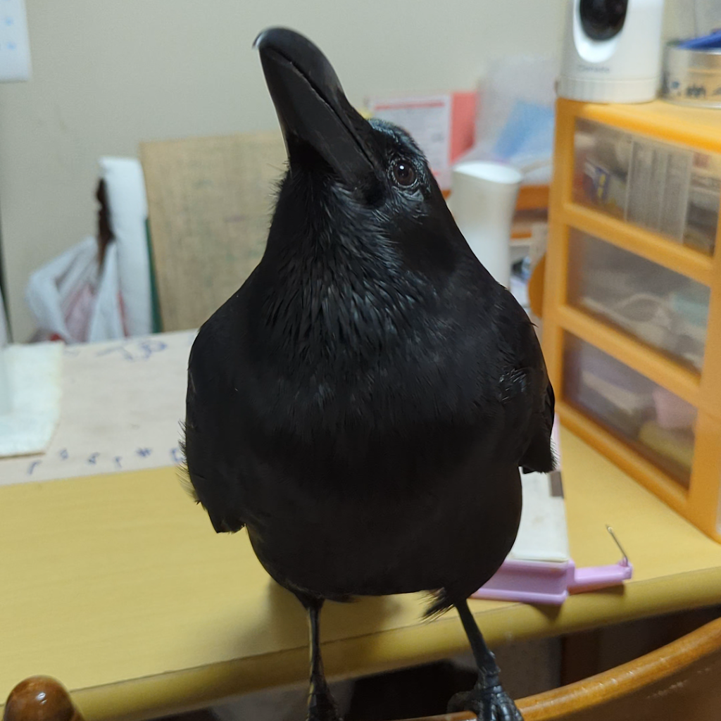 Post from カラス日記 - YouTube
