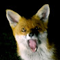 Foxes - Raw & Wild