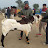 Assam goat farm kharupetia