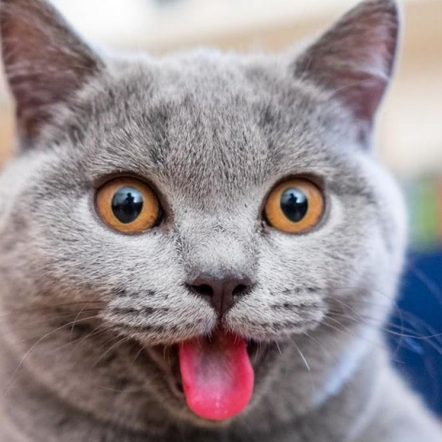 Кот с высунутым языком