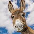 d4HNJQU4WEU-channel-avatar-The Gentle Donkey 💕🐾