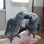 African Grey Parrots logo