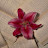 @Shaghaf-s5o