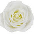57cD5UodVQU-channel-avatar-Royal Rose
