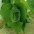 OCsTslDkeHo-channel-avatar-Dhamma Show TV