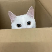 まるいシン