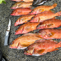 アカハタアイコン画像