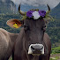 Bi3RU2DQB80-channel-avatar-Cow’s Life in Switzerland 🇨🇭 