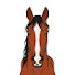 iX5bZVSCqR0-channel-avatar-Equine Decoded