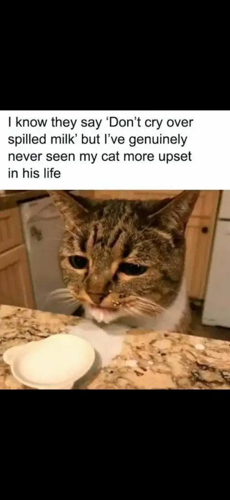 Meme from post 27551497