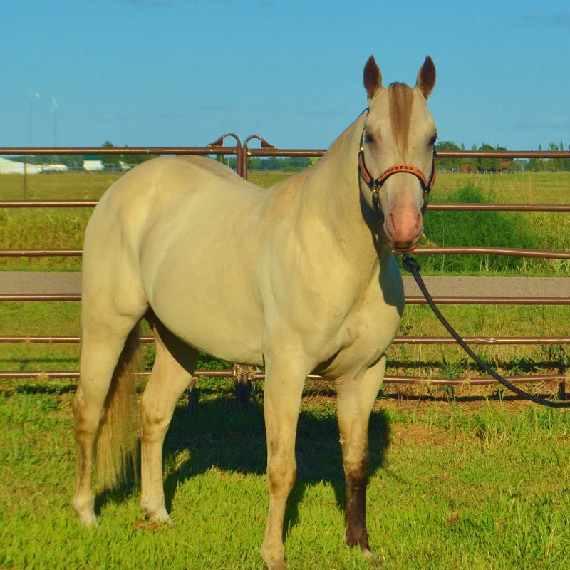 MB Performance Horses