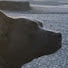 P8fq_Nu-_DM-channel-avatar-The dog