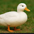 q_zjttKmbbU-channel-avatar-ThatDuckGuy