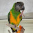 hanoi_parrots