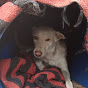 Doghouse