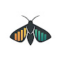 Data Moth logo
