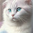 @محمدالهادى-خ9ج