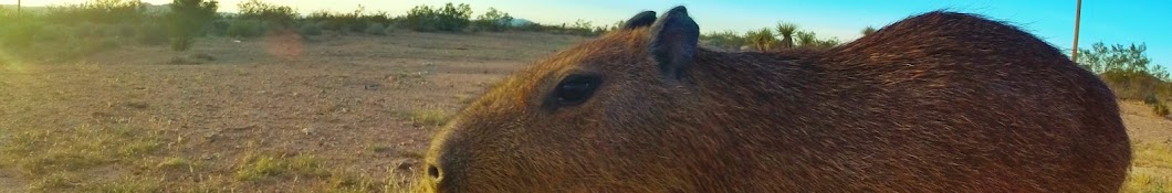 JoeJoe The Capybara YouTube channel avatar