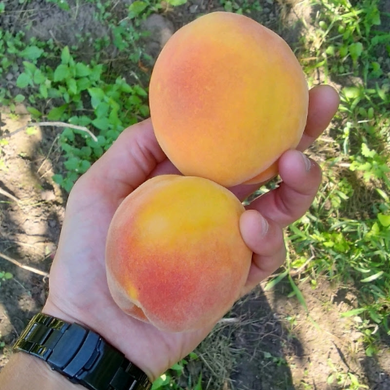 Садівник любитель Logo