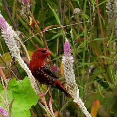 Bird Watching Channel