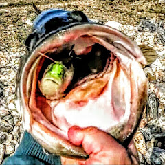 That Swimbait Life