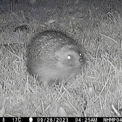 National Hedgehog Monitoring Programme
