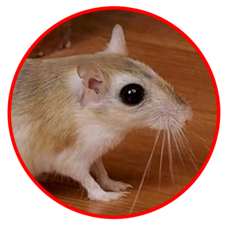 Hire Paul King Birder — Pets & Animals YouTube creator for sponsorships