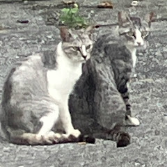 サウザンドリーフ