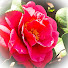 GH3spDygTBk-channel-avatar-花開富貴