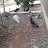 pigeons حمام تيب