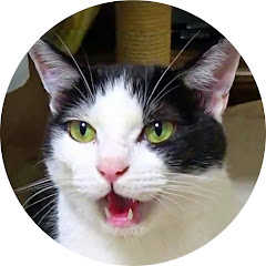 さんもな猫ちゃんねる【関西弁猫アフレコ】