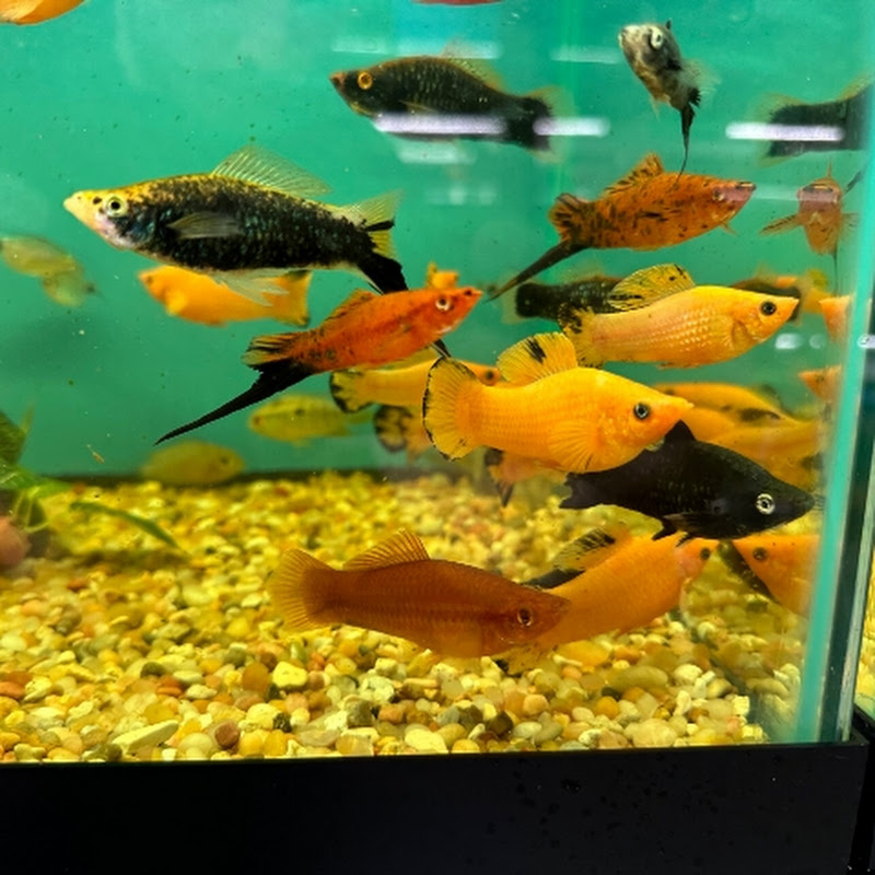 Unique Molly & Guppy fishes