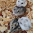 LIFE_WITH_HAMSTERS1
