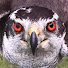 GLVtxhzOmO4-channel-avatar-🕊️pigeons VS raptors🦅