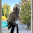ia5xcCj6VMs-channel-avatar-wingsNpaws