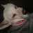 @SoldierOfGod-111 Avatar