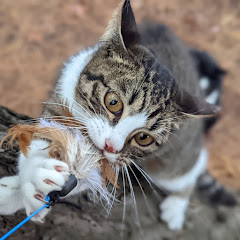 もふニャンコ猫動画アイコン画像